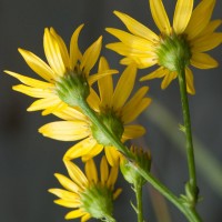 Marsh Ragwort